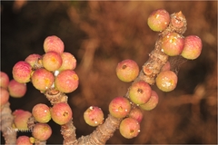 Ficus arnottiana